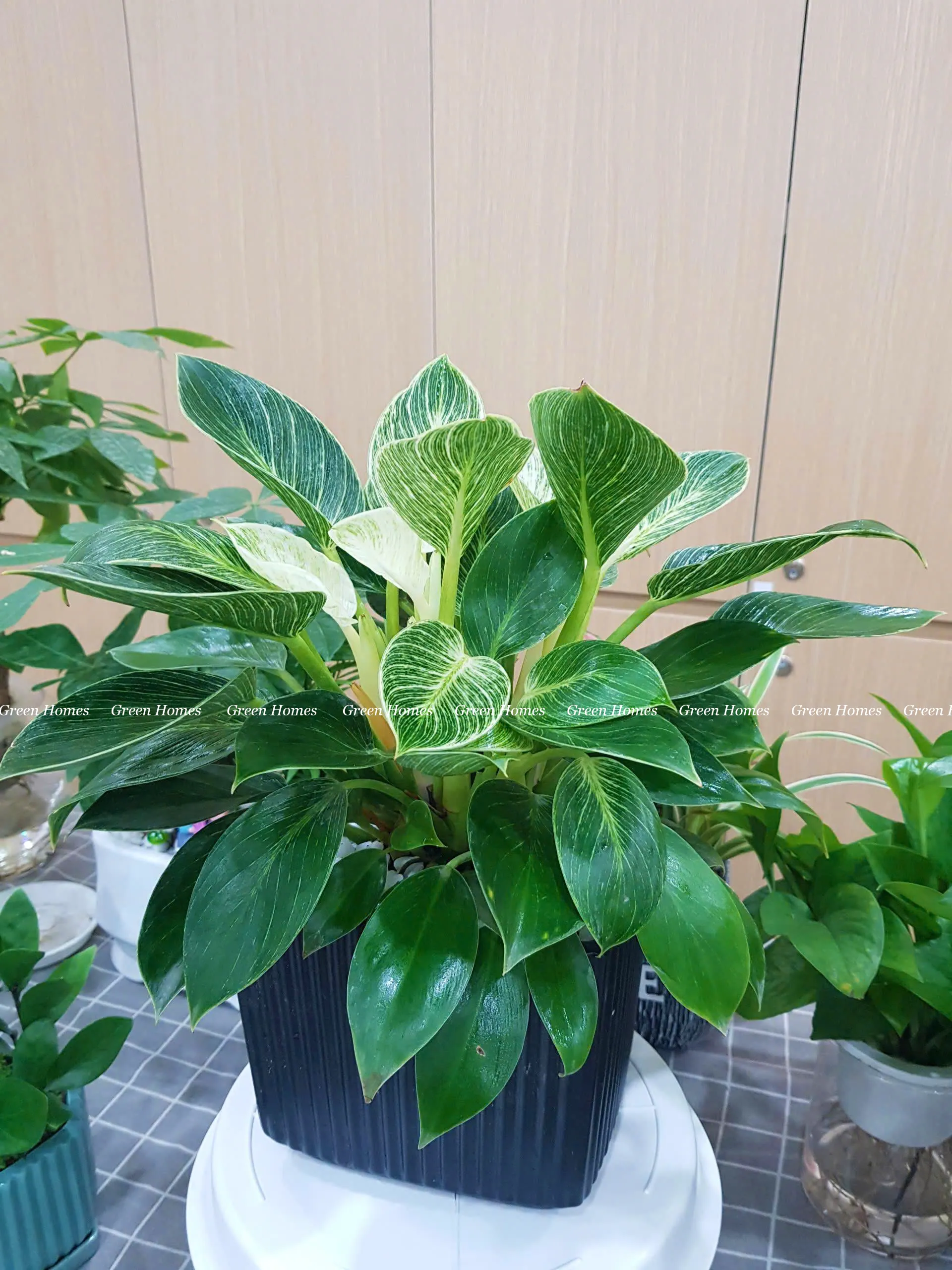 Green Homes bán và cho thuê Cây trầu bà kim cương để bàn làm việc